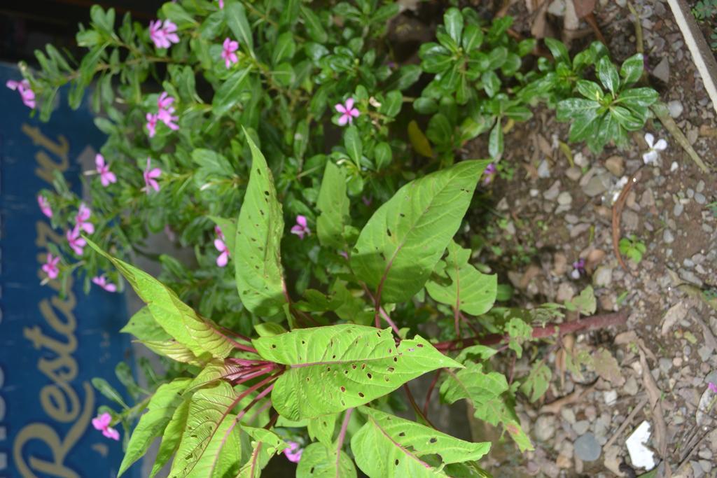 Mount Valley Mama Cottage Rishikesh Exterior photo