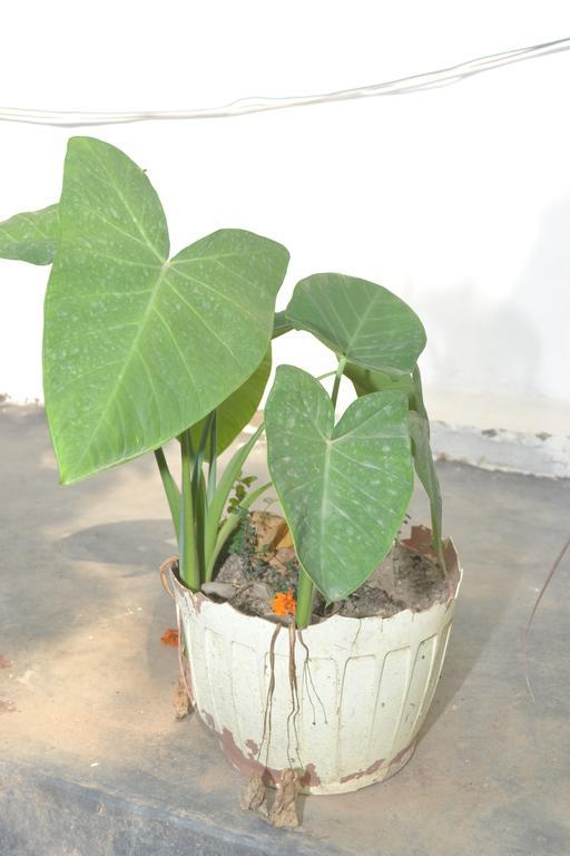 Mount Valley Mama Cottage Rishikesh Exterior photo